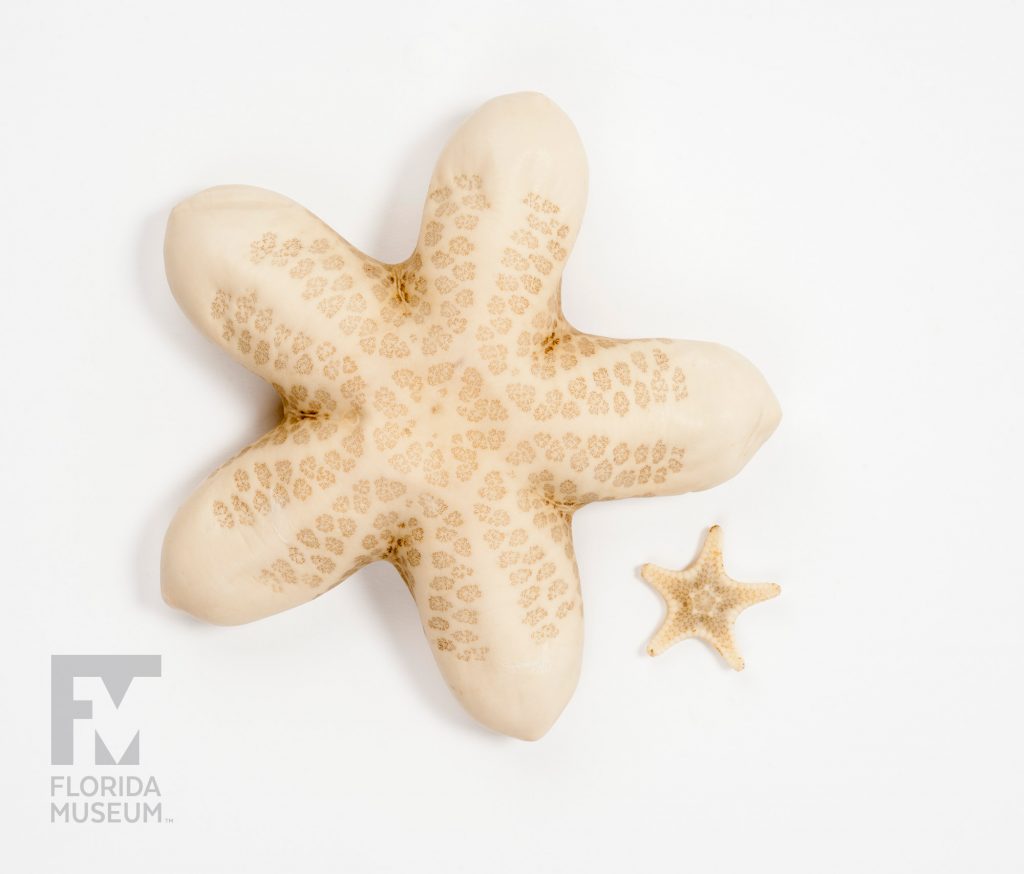 Two Cryptic Sea Stars one tiny, the other much larger. Both are a pale cream-color with a darker tan pattern radiating from the center of the star up the five star points. On the larger star the pattern stops about 3/4th of the way up the points leaving the rounded star points a solid pale tan cream