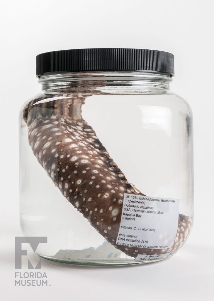Sea Cucumbers (various species)