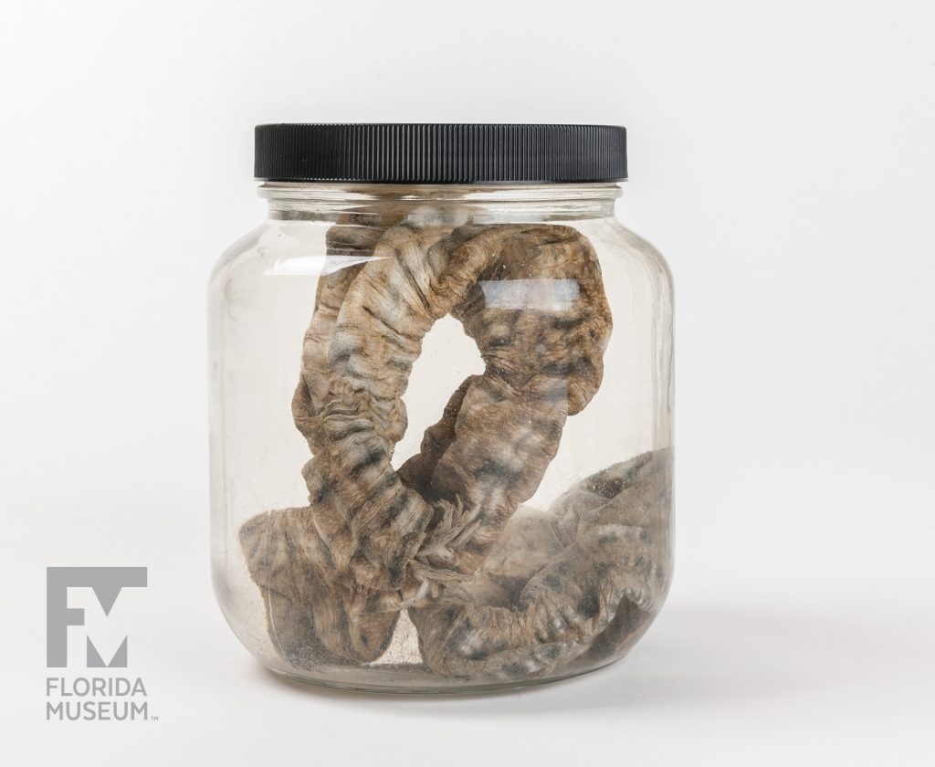 Sea Cucumbers (various species)