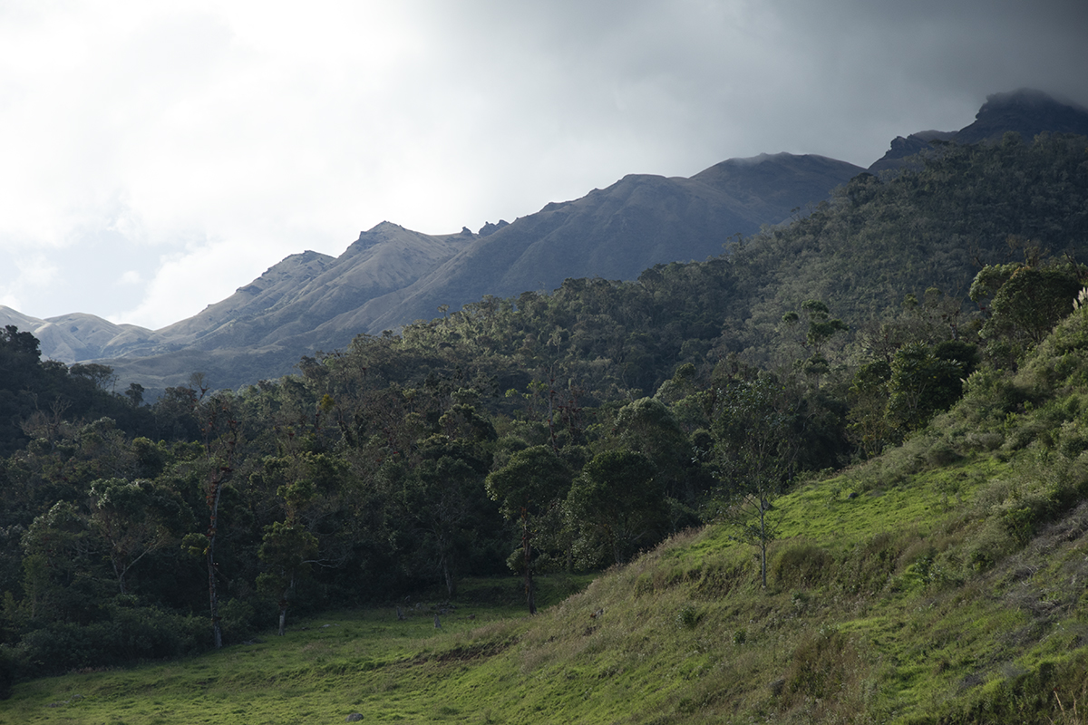 Andean forest fragment in the mountains of Peru
