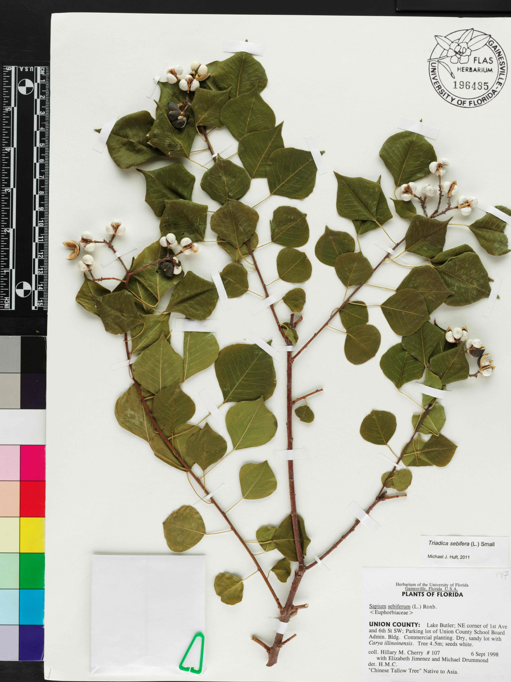 Photograph of tallow tree herbarium specimen.