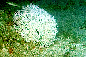 Ivory bush coral. Photo courtesy NOAA