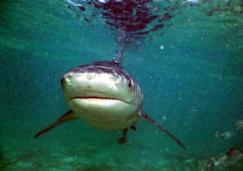 bull shark