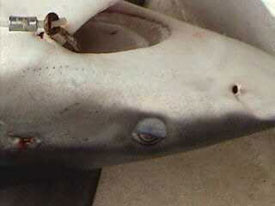 shark nictitating membrane